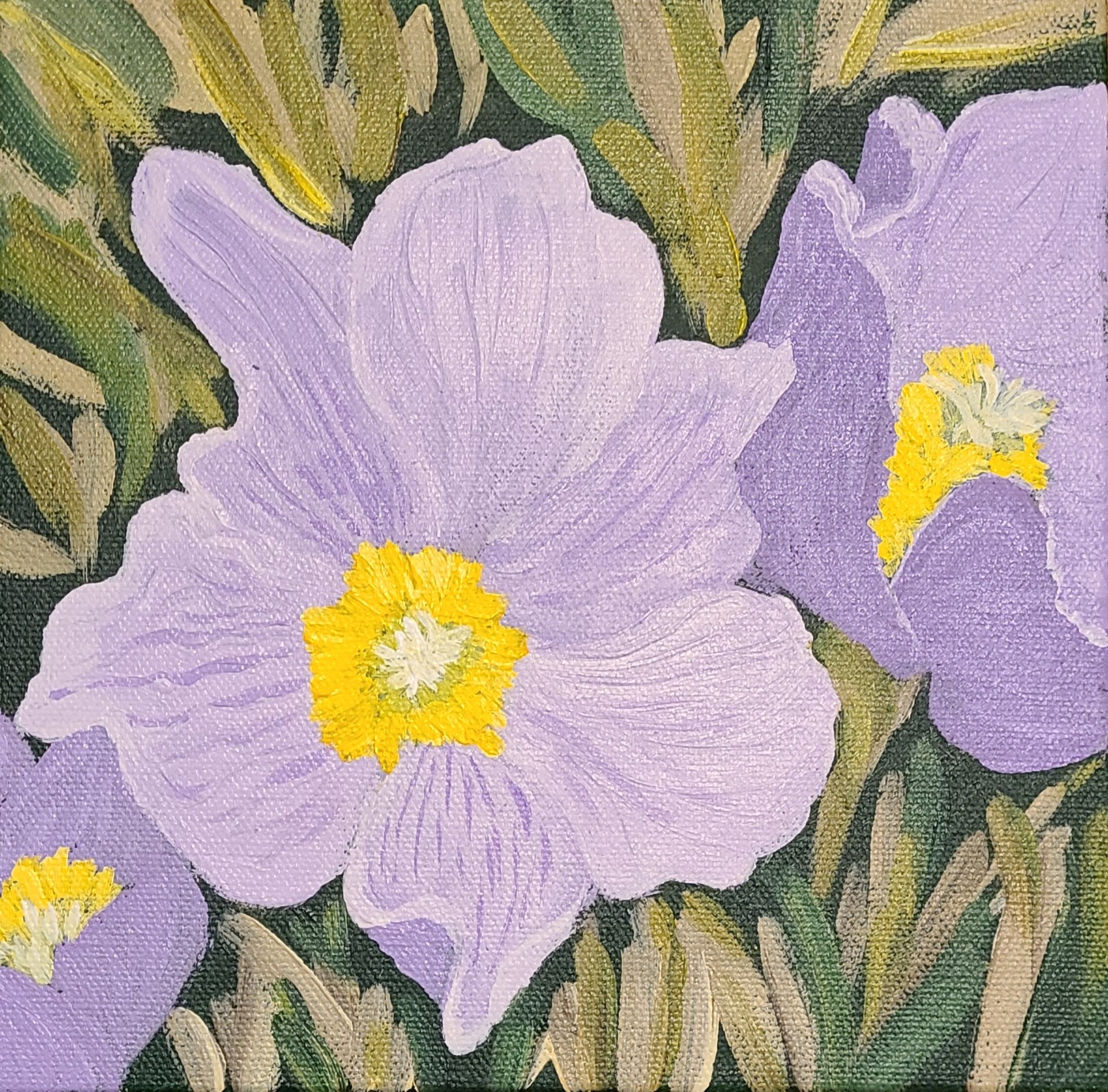 Prairie Crocus
